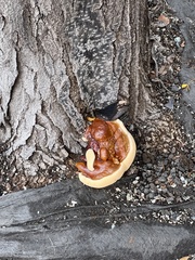 Ganoderma sessile