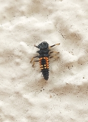 Harmonia axyridis