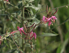 Oenothera gaura