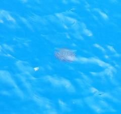 Cotylorhiza tuberculata