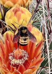 Bombus sonorus