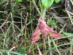 Deilephila porcellus
