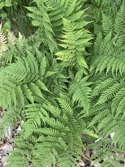 Dryopteris marginalis