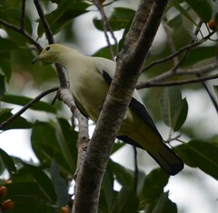 Ducula bicolor