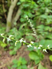 Persicaria virginiana