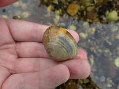 Ruditapes decussatus