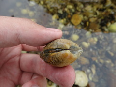 Ruditapes decussatus