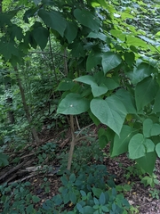 Catalpa speciosa