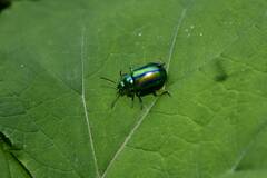 Chrysolina fastuosa