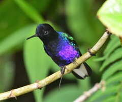 Boissonneaua jardini