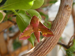 Deilephila porcellus