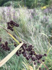 Scirpus atrovirens