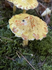 Suillus americanus