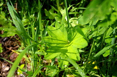 Alchemilla tichomirovii