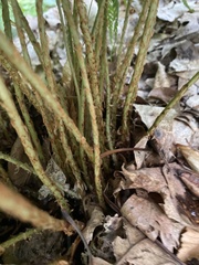 Dryopteris marginalis