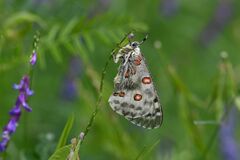 Parnassius apollo