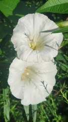 Calystegia sepium