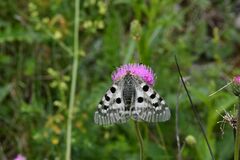 Parnassius apollo