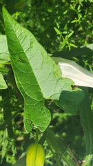 Calystegia sepium