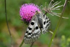 Parnassius apollo