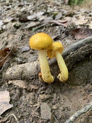 Pluteus chrysophlebius