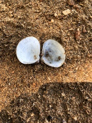 Corbicula fluminea