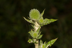 Echinops grijsii