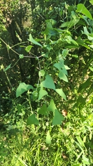 Persicaria perfoliata