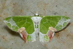 Protuliocnemis partita