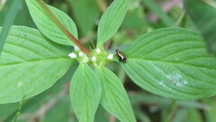 Chrysomeloidea