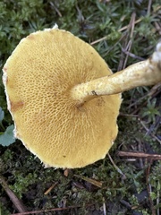 Suillus americanus