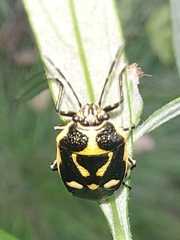 Eurydema oleracea