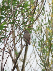 Luscinia svecica