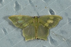 Pseudidiochlora