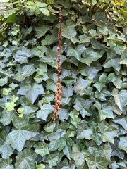 Orobanche hederae