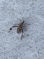 Leptoglossus clypealis