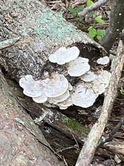 Trametes gibbosa