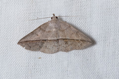 Ugia insuspecta