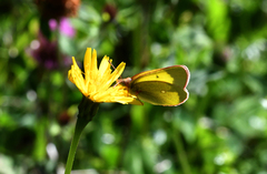 Colias palaeno