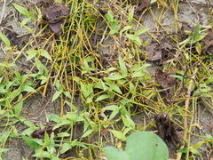 Thuarea involuta