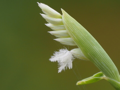 Thuarea involuta