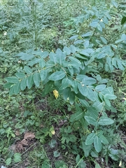 Apocynum androsaemifolium