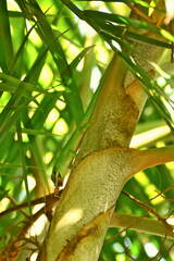 Phelsuma grandis