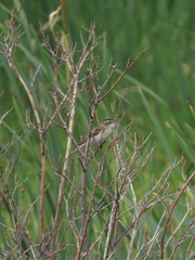 Acrocephalus schoenobaenus