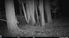 Glaucomys oregonensis