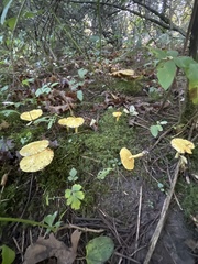 Suillus americanus