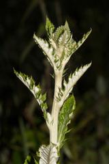Echinops grijsii