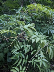 Sambucus