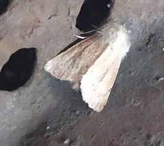 Denticucullus pygmina