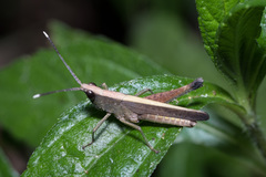 Phlaeoba antennata